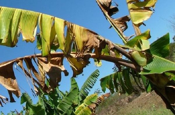 Cây Chuối Bị Bệnh Vàng Lá Do Nguyên Nhân Gì? Cách Phòng Trị?