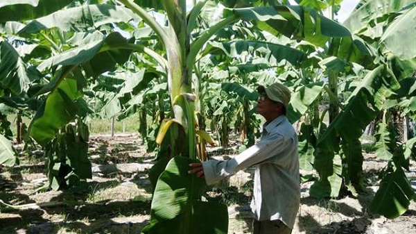 Vườn chuối cần được chuẩn bị hệ thống thoát nước tốt để phòng tránh bệnh vàng lá