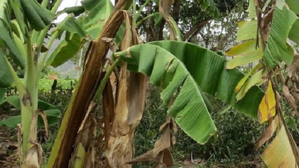 Bệnh vàng lá trên cây chuối là do một loại nấm gây ra