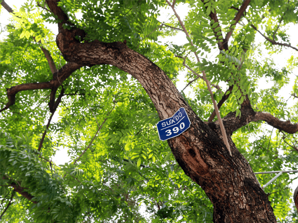 Cây Sưa Đỏ Trồng Bao Lâu Thì Có Thể Thu Hoạch?