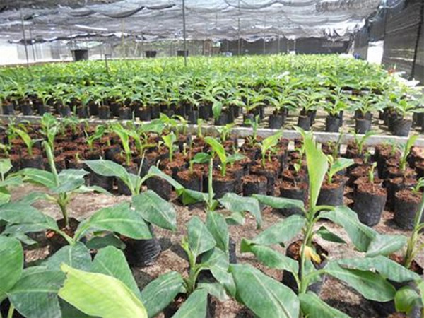 Về cơ bản hình dáng bên ngoài của cây chuối già Nam Mỹ không có gì quá khác biệt so với các giống chuối ở nước ta