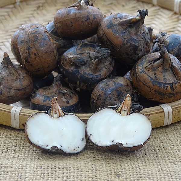 Củ Năng Trồng Ở Đâu? Công Dụng Của Củ Năng Là Gì?