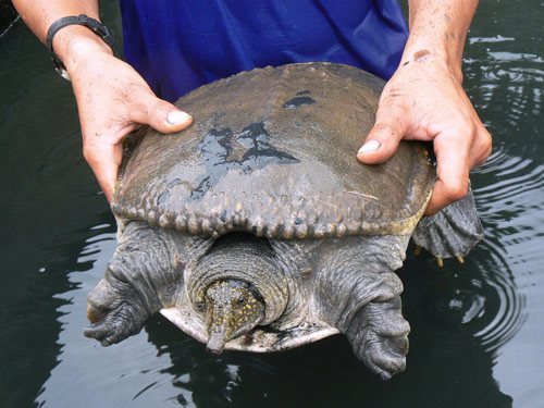 nuôi ba ba trong bể xi măng