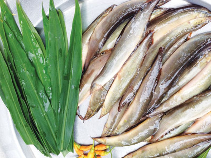 nuôi cá chạch đồng