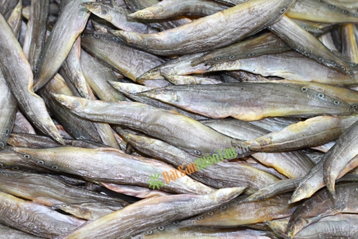 nuôi cá chạch đồng