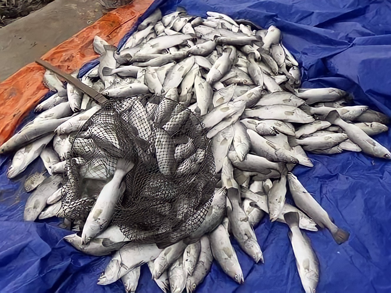 Cá chẽm chết hàng loạt và tại sao?