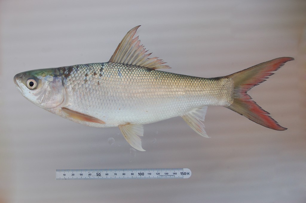 cá duồng - đặc sản hồ Trị An