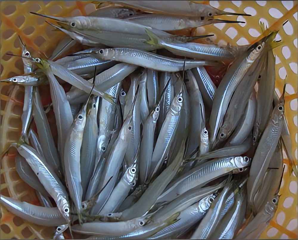 Cá kìm thơm ngon nhiều thịt xứng tầm đặc sản hồ Trị An