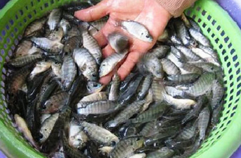 Cá rô phi giống