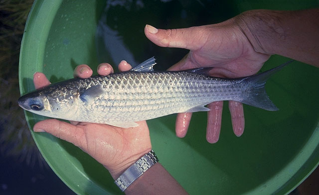 Cá đối trông như thế nào