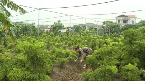 Hiện nay việc trồng cây đinh lăng trên diện rộng vẫn con là vấn đề trăn trở