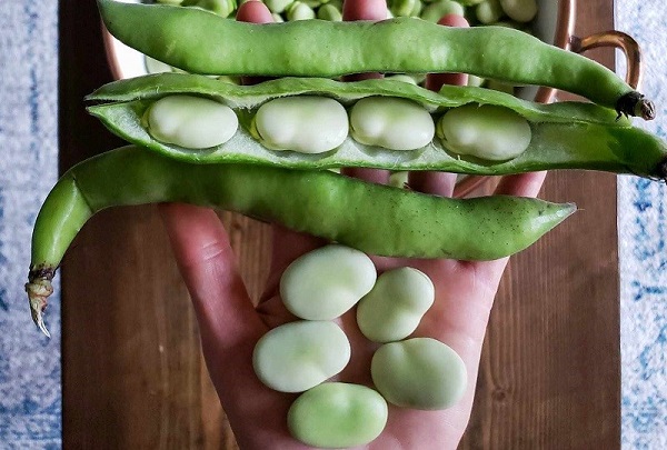 Đậu Tằm Là Đậu Gì? Sử Dụng Như Thế nào?