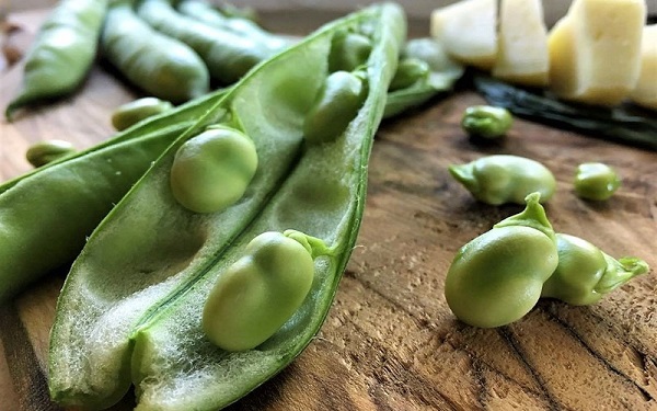 Đậu tằm hiện tại đang dần được ứng dụng vào làm thức ăn nông nghiệp