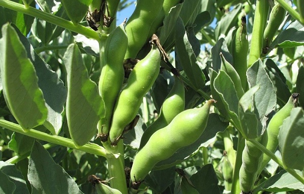 Nguồn gốc cay đậu tằm theo như tìm hiểu là từ Bắc Phi và Tây Nam Á