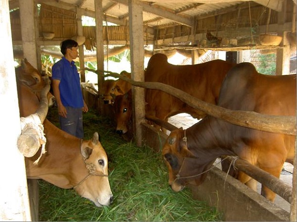 Đổi Đời Từ Nuôi Bò Thịt Chất Lượng Cao