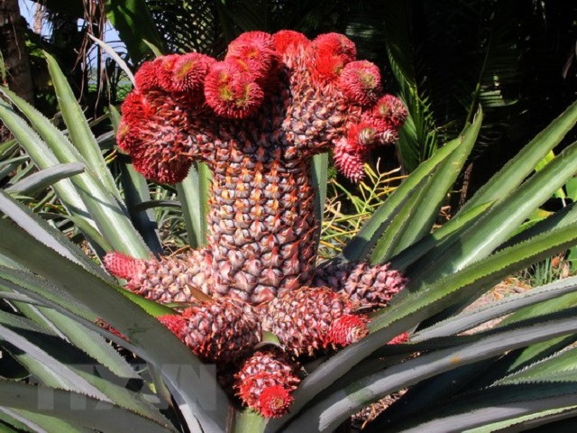 Giống Cây Độc Lạ Dễ Trồng Cho Năng Suất Cao