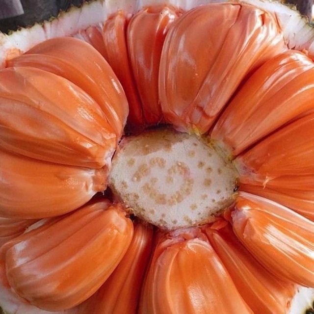 Mít ruột đỏ là loại cây ăn trái độc lạ được nhiều bà con lựa chọn gieo trồng