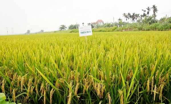 Trong trường hợp cây bị bệnh đạo ôn cần sử dụng thuốc hoá học đặc trị để loại bỏ bệnh