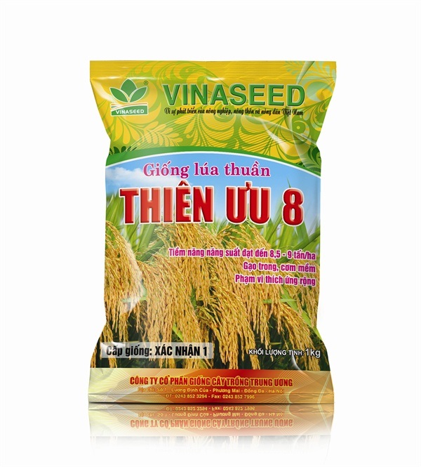Giống lúa có khả năng chống chịu bệnh đạo ổn khá cao