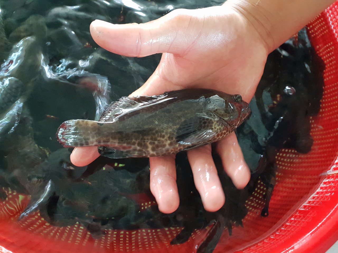 Phòng bệnh cho cá mú