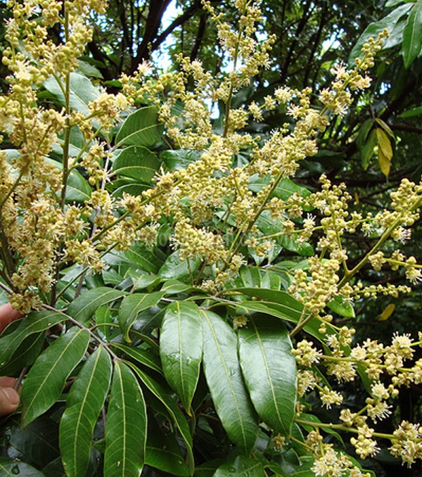 Vị trí khoanh cành nhãn cần được xác định cụ thể