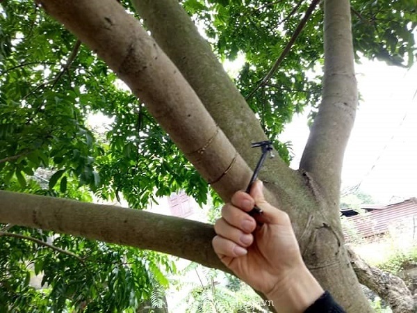 Kỹ Thuật Khoanh Cành Nhãn Để Xử Lý Ra Hoa