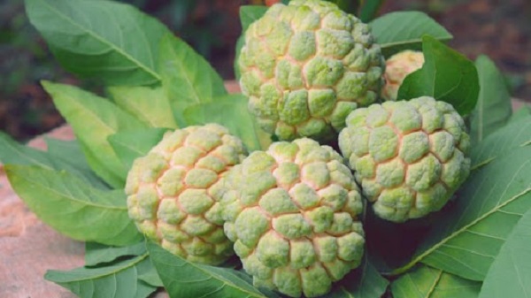 Thời vụ trồng na Thái Lan sẽ phụ thuộc vào từng vùng miền