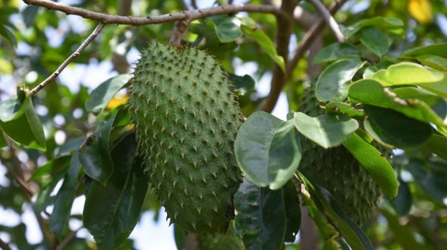 Mãng Cầu Xiêm Được Trồng Nhiều Ở Đâu?