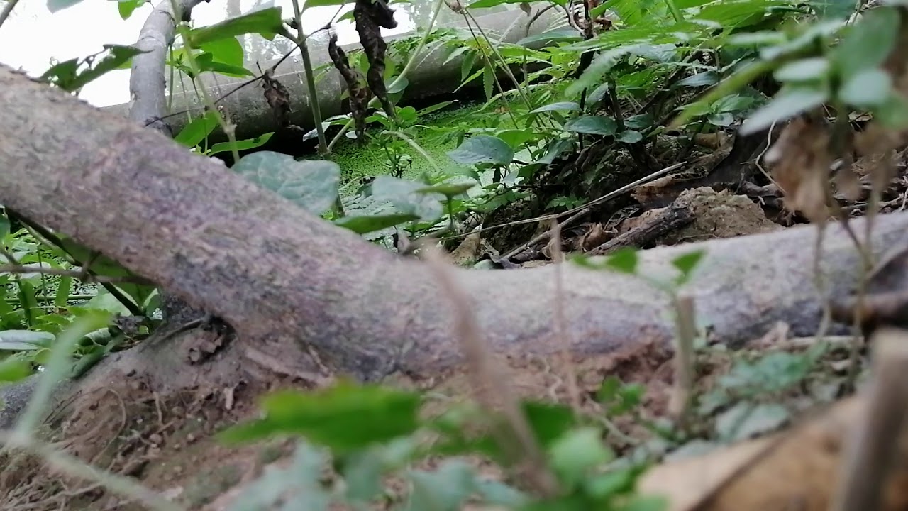 bảng giá thức ăn cho cá