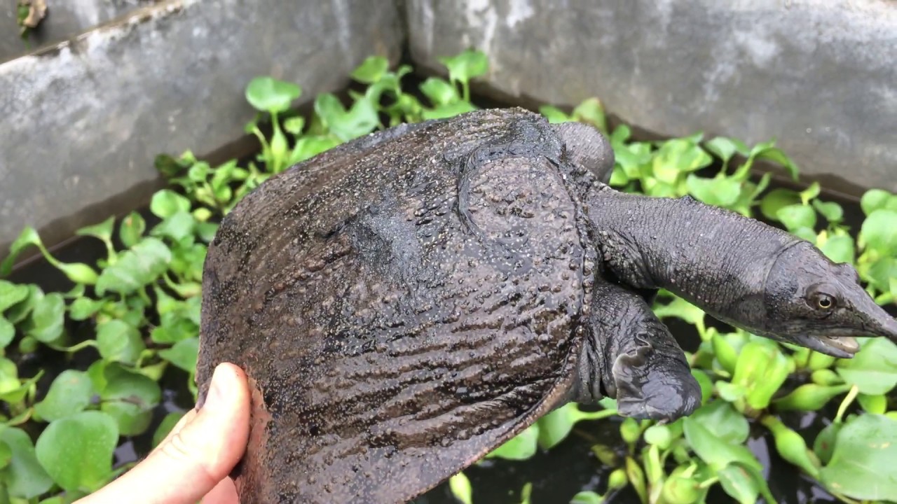 nuôi ba ba trong bể xi măng