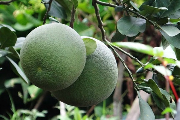 Mô Hình Trồng Bưởi Da Xanh Cho Năng Suất Vượt Trội