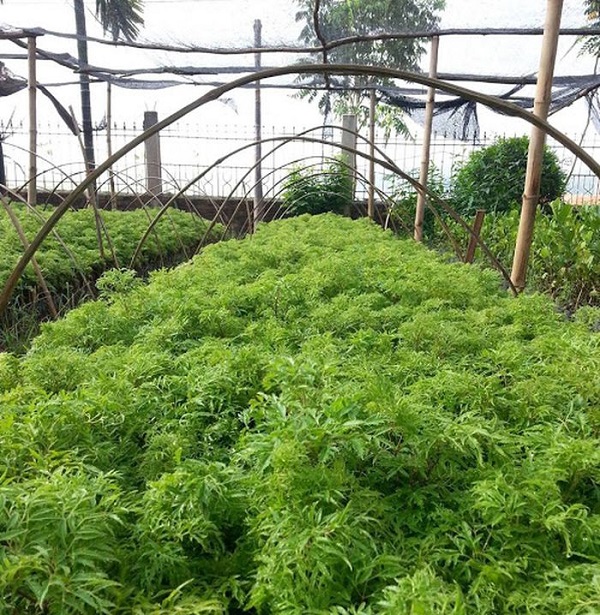 Bà con cần kiểm tra vườn thường xuyên để có biện pháp phòng trừ sâu bệnh