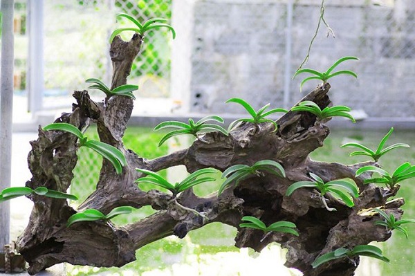 Mô Hình Trồng Lan Sử Dụng Những Loại Giá Thể Nào?