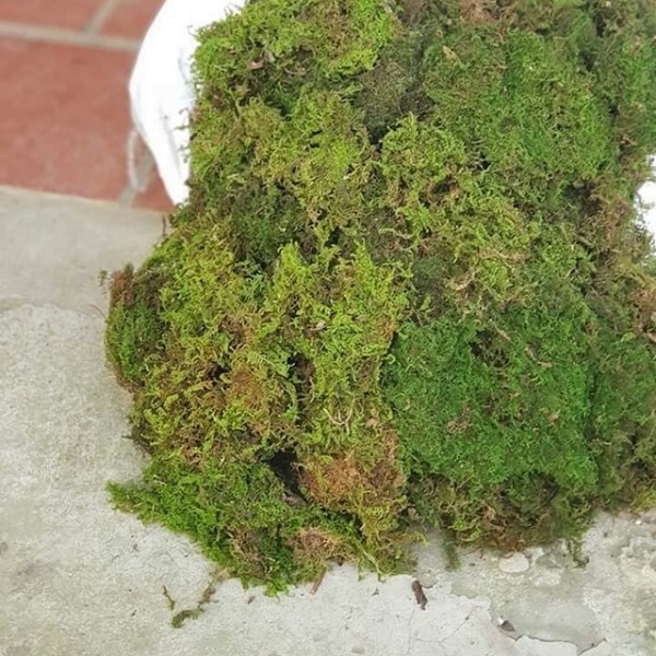 Rêu được đánh giá là một trong những loại giá thể trồng lan rất tốt