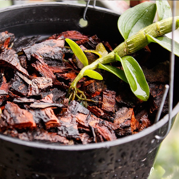 Vỏ thông là giá thể trồng lan có độ thoát nước tốt và bền theo thời gian