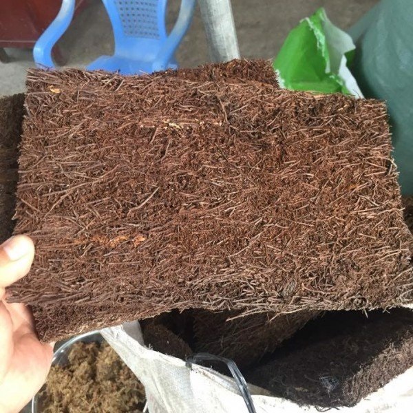 Dớn là một trong những giá thể trồng lan phổ biến được nhiều người áp dụng