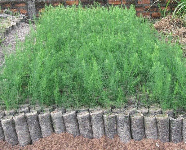 Mô Hình Trồng Măng Tây Cho Năng Suất Cao