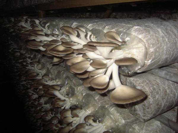 Việc chăm sóc nấm bào ngư sau thu hoạch cũng đóng vai trò quan trọng cho đợt thu hoạch tiếp theo