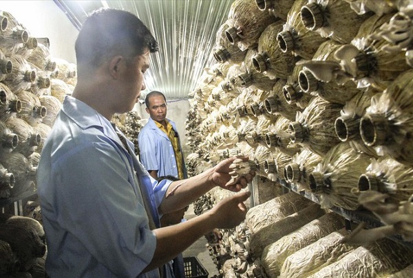 Mô Hình Trồng Nấm Bào Ngư Thế Nào Đạt Chuẩn