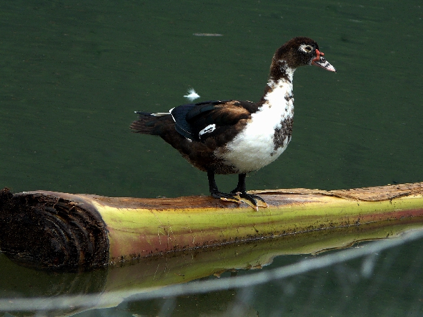 chi phí nuôi 100 con vịt