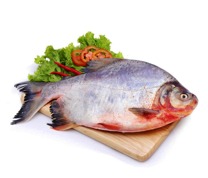 cá chim nước ngọt