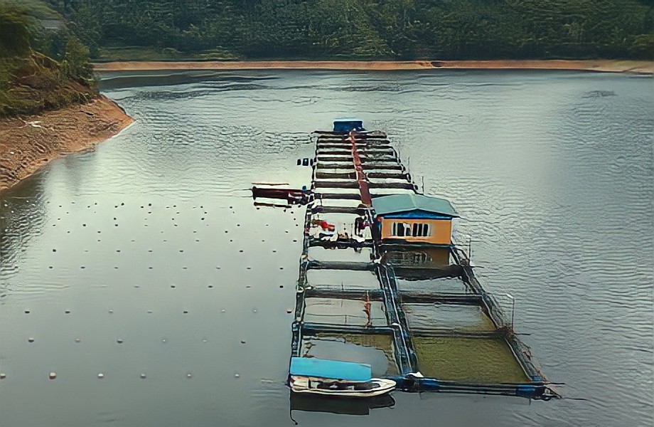 Nuôi cá lăng trong lồng bè năng suất hơn nuôi trong ao đất