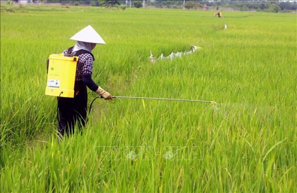 Tuỳ vào thời điểm phát triển của cây trồng mà bà con xác định phun thuốc trừ sâu cho phù hợp