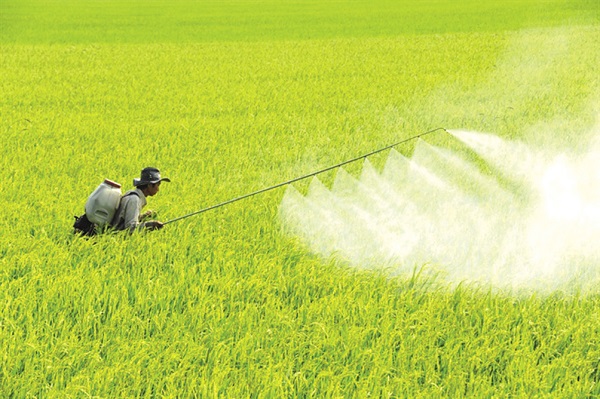 Phun Thuốc Trừ Sâu Vào Lúc Nào Là Tốt Nhất?