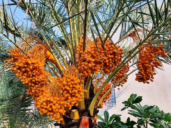 Sự Xuất Hiện Quả Chà Là Ở Việt Nam