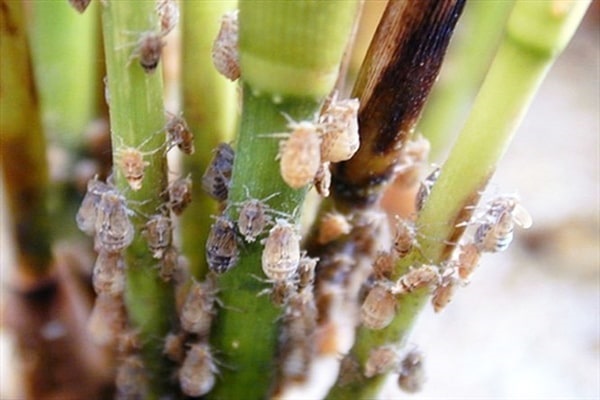 Làm Thế Nào Để Phòng Trừ Rây Nâu Hại Lúa