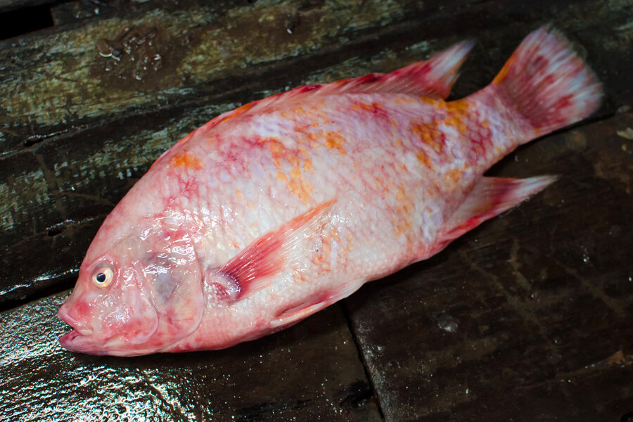 nuôi cá diêu hồng