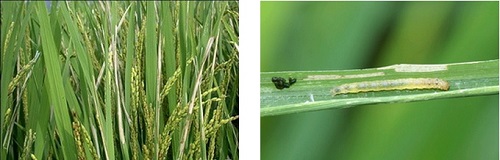 Để tiêu diệt sâu cuốn lá hại lúa bà con cần tìm thời điểm phun thuốc thích hợp nhất