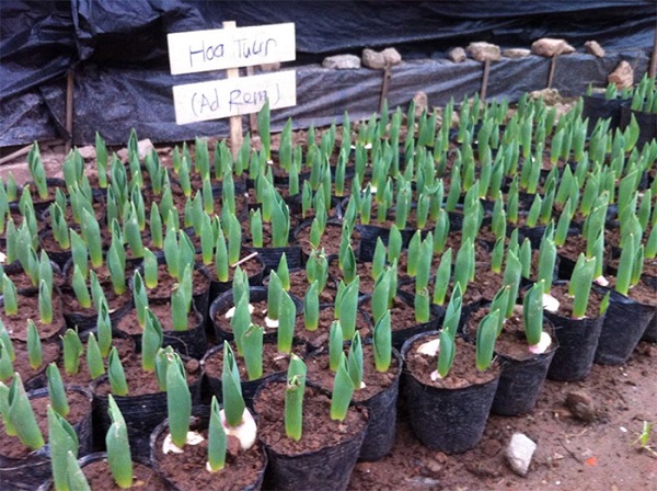 Lượng nước tưới cho cây chỉ cần đủ ẩm để tránh trình trạng ứ nước gây thối rễ