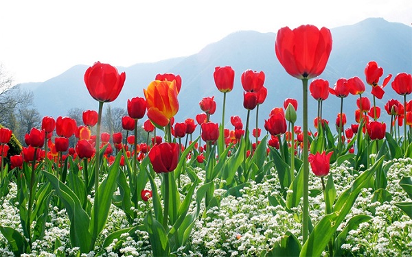 Tìm Hiểu Thời Gian Sinh Trưởng Của Hoa Tulip